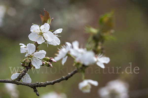 Süßkirsche (Prunus avium)