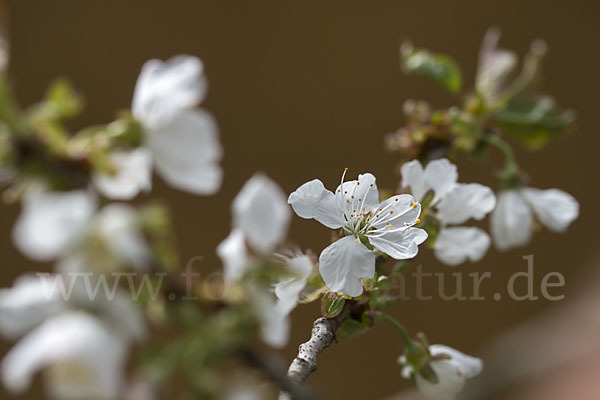 Süßkirsche (Prunus avium)