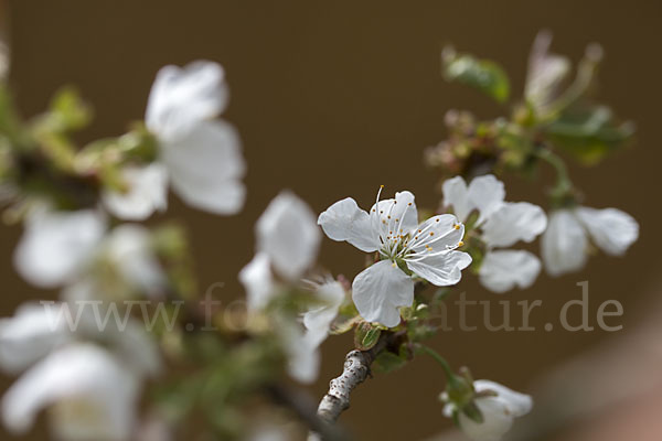 Süßkirsche (Prunus avium)