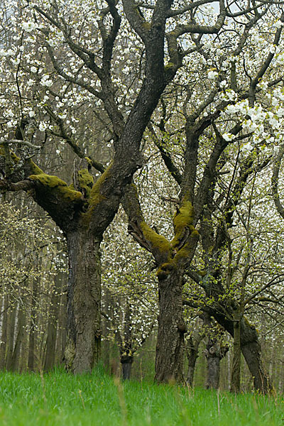 Süßkirsche (Prunus avium)