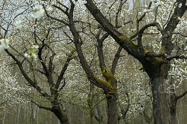 Süßkirsche (Prunus avium)