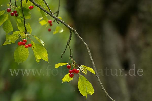 Süßkirsche (Prunus avium)