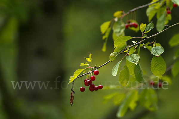 Süßkirsche (Prunus avium)