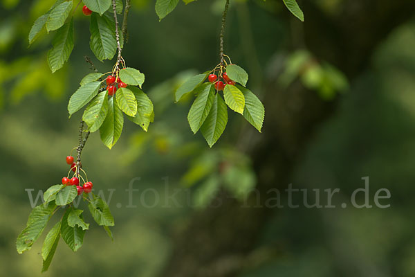 Süßkirsche (Prunus avium)