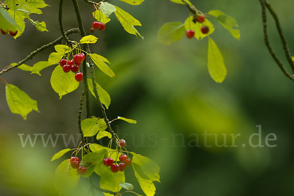 Süßkirsche (Prunus avium)