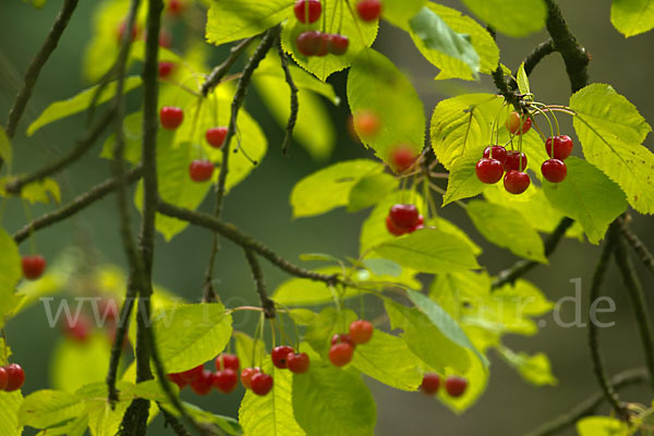 Süßkirsche (Prunus avium)