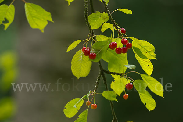 Süßkirsche (Prunus avium)