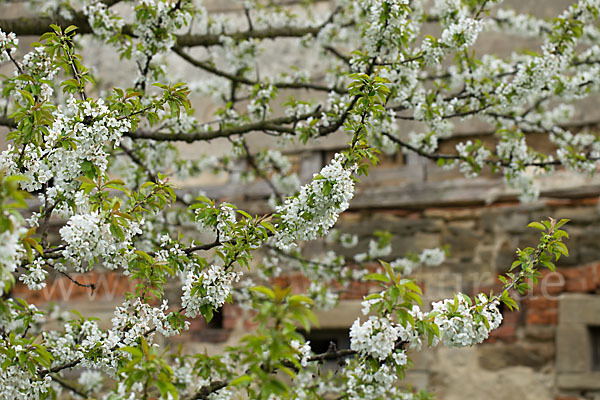 Süßkirsche (Prunus avium)