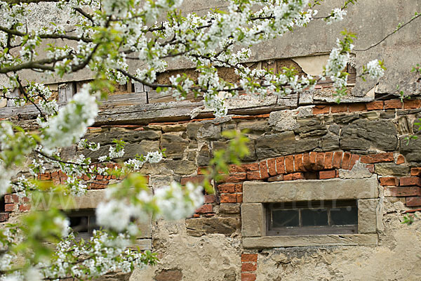 Süßkirsche (Prunus avium)