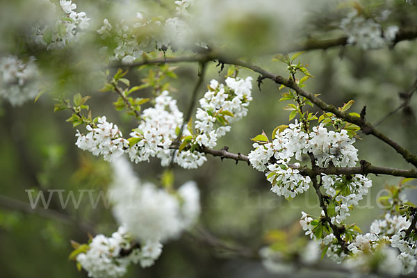 Süßkirsche (Prunus avium)