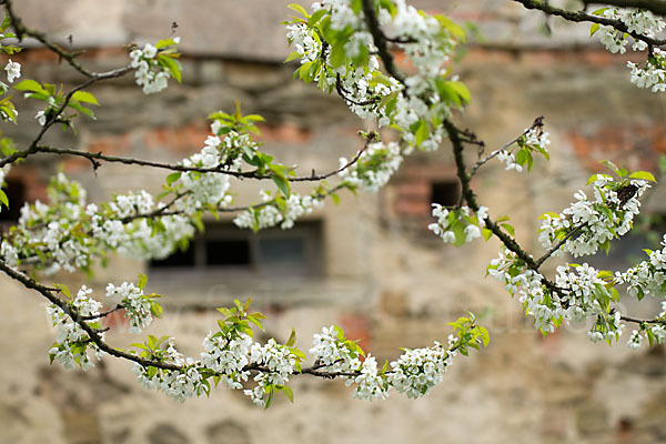 Süßkirsche (Prunus avium)