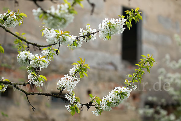 Süßkirsche (Prunus avium)