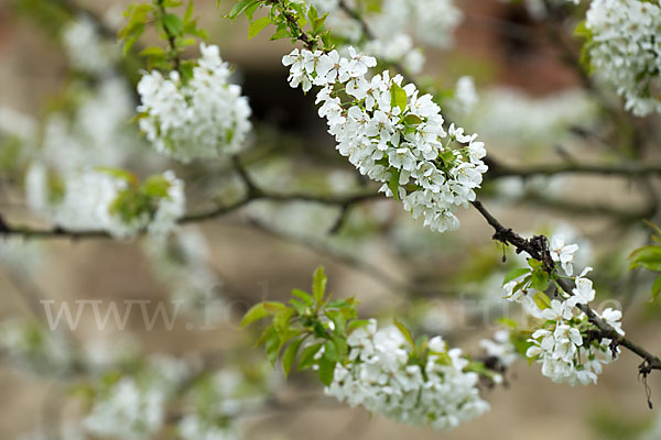 Süßkirsche (Prunus avium)