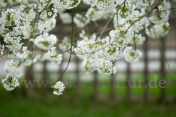 Süßkirsche (Prunus avium)