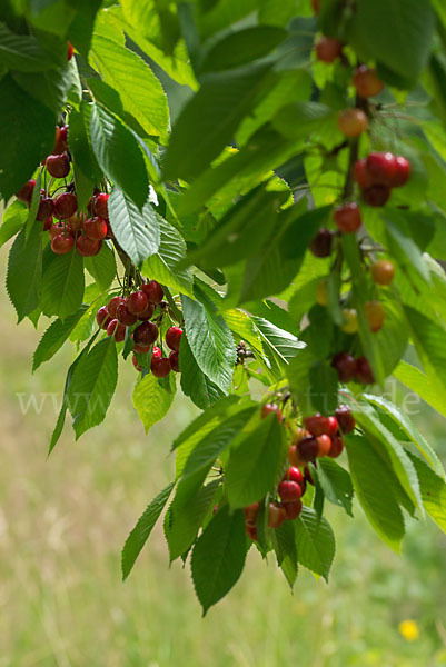 Süßkirsche (Prunus avium)