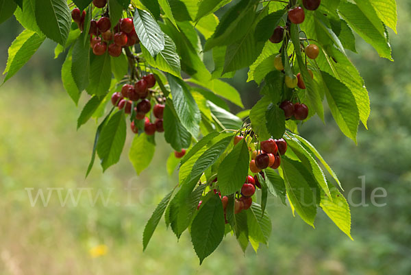 Süßkirsche (Prunus avium)