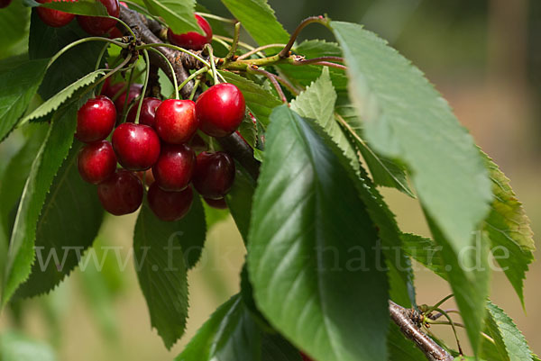 Süßkirsche (Prunus avium)