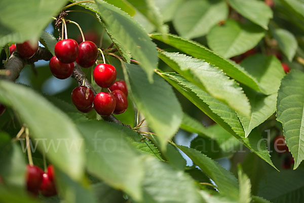 Süßkirsche (Prunus avium)