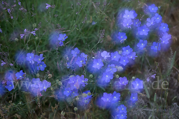 Südfranzösischer Lein (Linum narbonense)