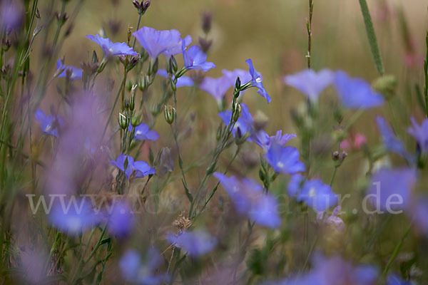 Südfranzösischer Lein (Linum narbonense)