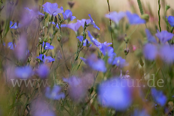 Südfranzösischer Lein (Linum narbonense)