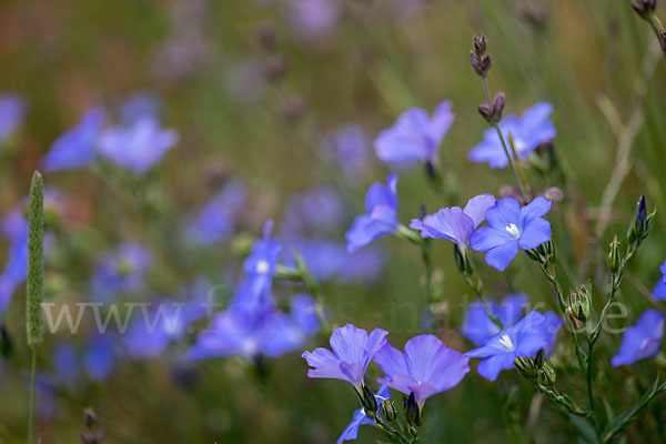 Südfranzösischer Lein (Linum narbonense)