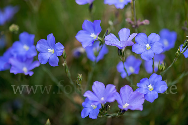 Südfranzösischer Lein (Linum narbonense)