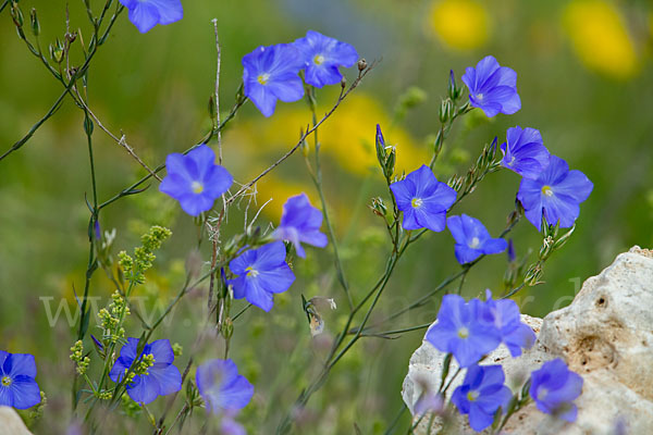 Südfranzösischer Lein (Linum narbonense)