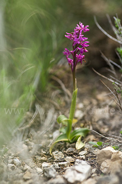 Südfranzösisches Knabenkraut (Orchis mascula ssp. olbiensis)