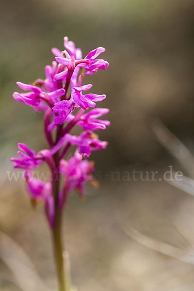Südfranzösisches Knabenkraut (Orchis mascula ssp. olbiensis)