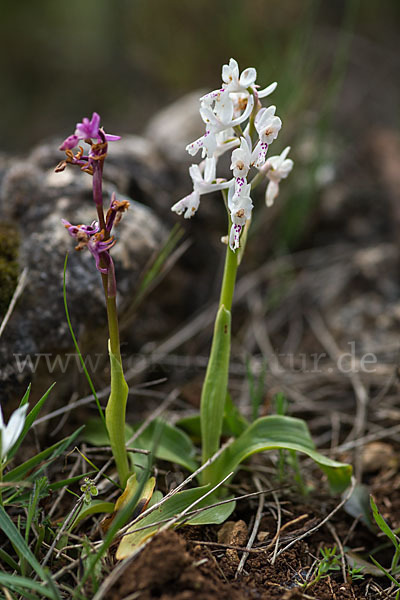 Südfranzösisches Knabenkraut (Orchis mascula ssp. olbiensis)