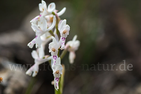 Südfranzösisches Knabenkraut (Orchis mascula ssp. olbiensis)