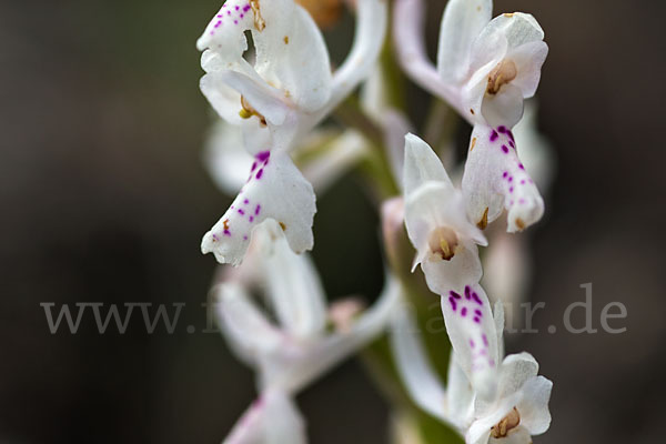 Südfranzösisches Knabenkraut (Orchis mascula ssp. olbiensis)