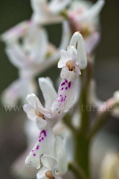 Südfranzösisches Knabenkraut (Orchis mascula ssp. olbiensis)