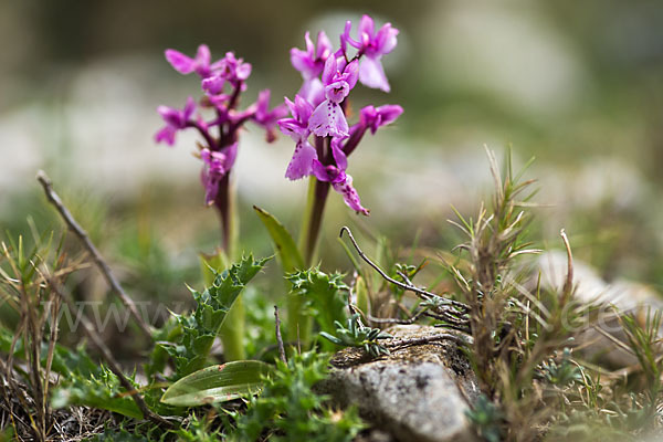 Südfranzösisches Knabenkraut (Orchis mascula ssp. olbiensis)