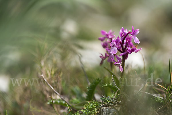 Südfranzösisches Knabenkraut (Orchis mascula ssp. olbiensis)