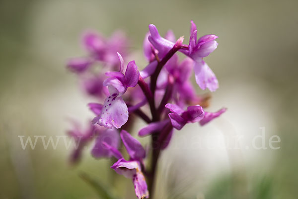 Südfranzösisches Knabenkraut (Orchis mascula ssp. olbiensis)