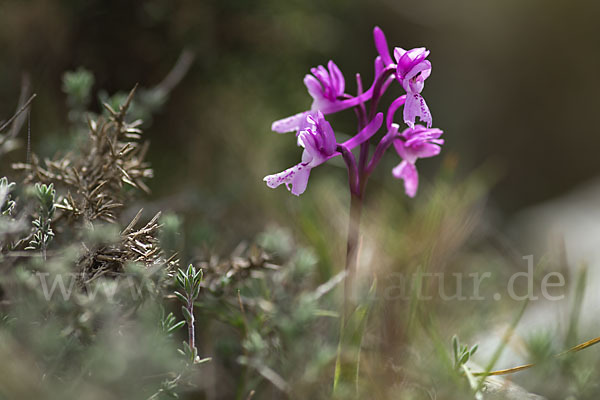 Südfranzösisches Knabenkraut (Orchis mascula ssp. olbiensis)