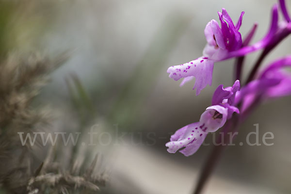 Südfranzösisches Knabenkraut (Orchis mascula ssp. olbiensis)