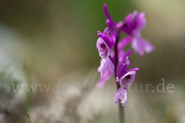 Südfranzösisches Knabenkraut (Orchis mascula ssp. olbiensis)