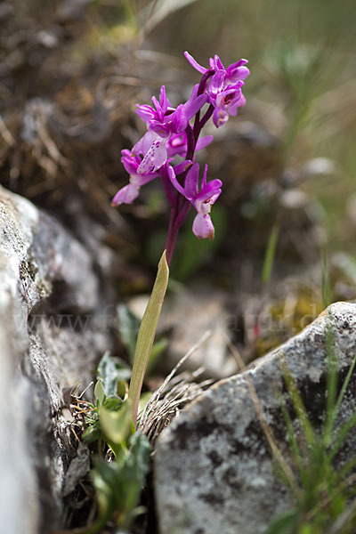 Südfranzösisches Knabenkraut (Orchis mascula ssp. olbiensis)