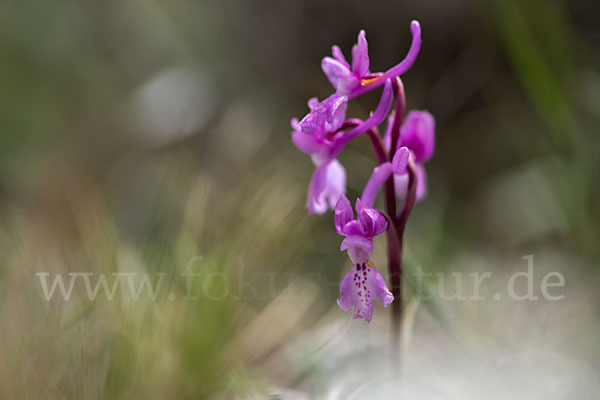 Südfranzösisches Knabenkraut (Orchis mascula ssp. olbiensis)