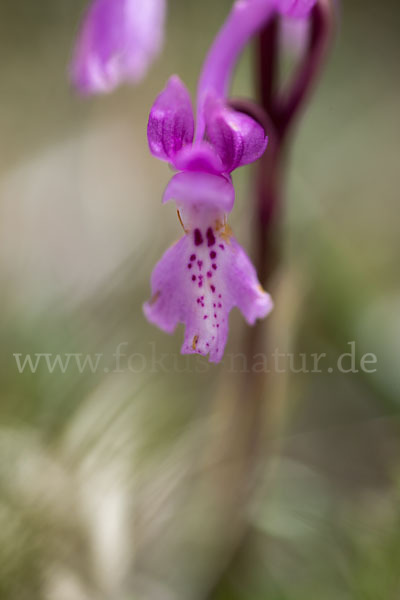 Südfranzösisches Knabenkraut (Orchis mascula ssp. olbiensis)