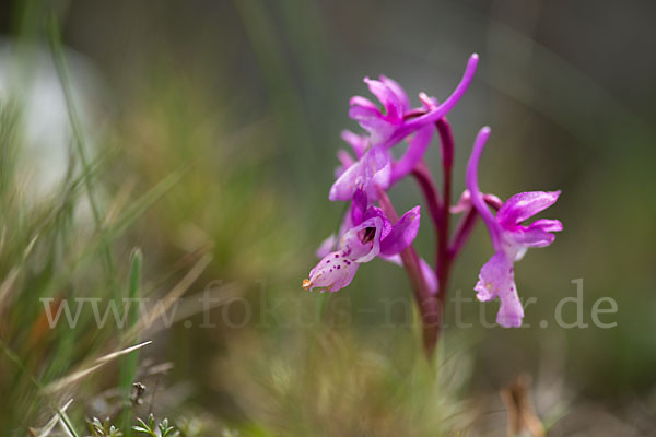 Südfranzösisches Knabenkraut (Orchis mascula ssp. olbiensis)