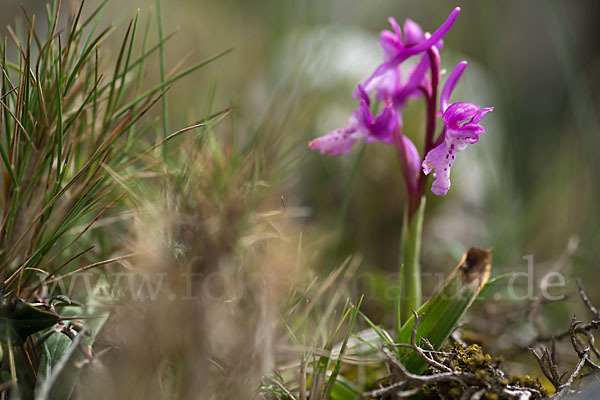 Südfranzösisches Knabenkraut (Orchis mascula ssp. olbiensis)