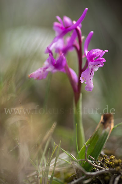 Südfranzösisches Knabenkraut (Orchis mascula ssp. olbiensis)