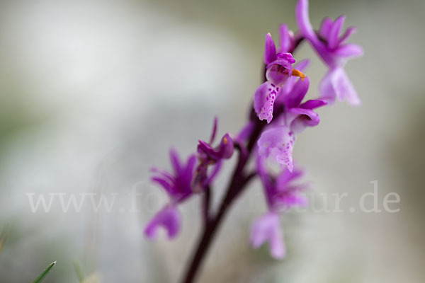 Südfranzösisches Knabenkraut (Orchis mascula ssp. olbiensis)