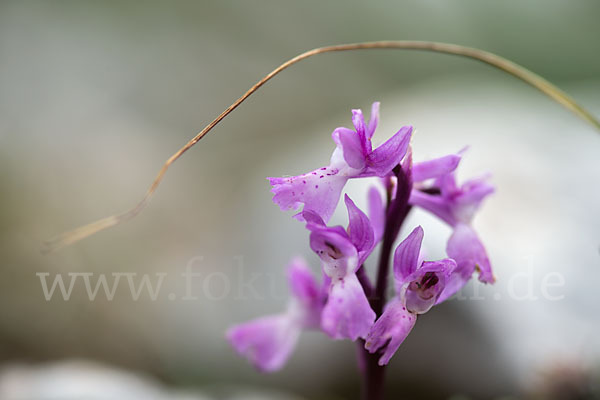 Südfranzösisches Knabenkraut (Orchis mascula ssp. olbiensis)