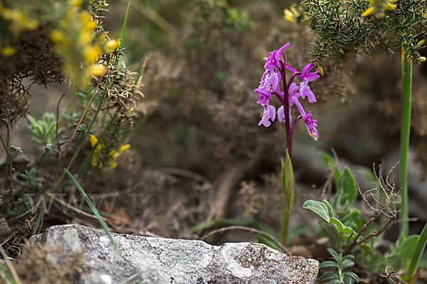 Südfranzösisches Knabenkraut (Orchis mascula ssp. olbiensis)