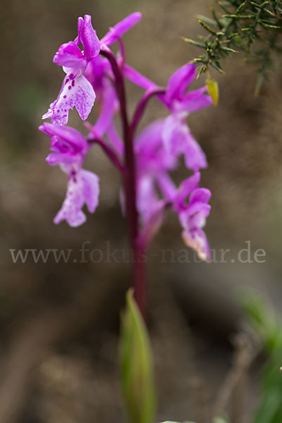 Südfranzösisches Knabenkraut (Orchis mascula ssp. olbiensis)